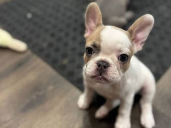 eautiful French Bulldog 1