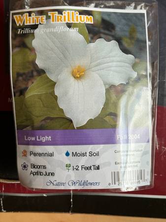 white trillium bare root 1