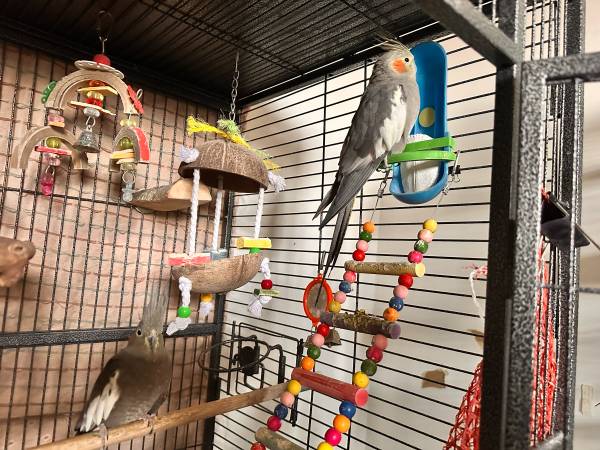 Cockatiels 1