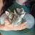 Baby Bunnies 3 thumbnail