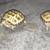 Russian  tortoise  hatchlings!  x 2 1 thumbnail