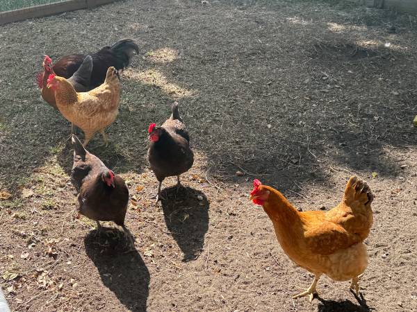chickens - laying hens63667232625793120