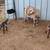 Miniature Nubian  Moonspotted Doe Nutmeg 6 thumbnail