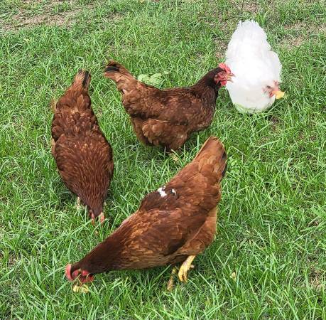Chickens RIR Laying hens (Jermyn)63852007296131122