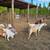 large breed nanny goats for sale 3 thumbnail