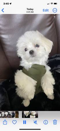 Maltese Puppy63865302810883123