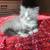 Kittens bottle fed friendly 2 thumbnail