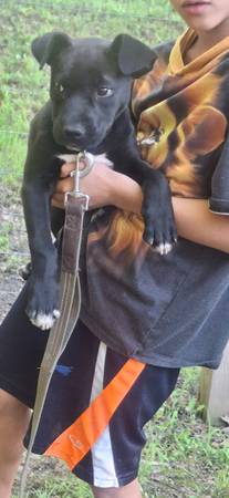 Female pup 1