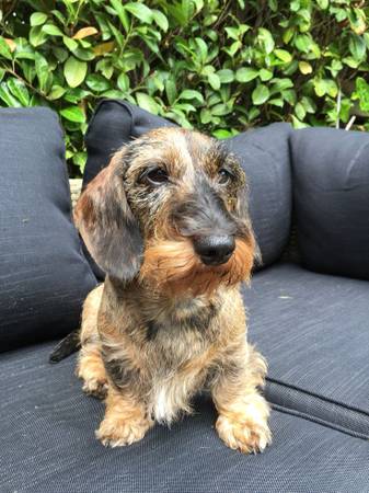 Puppy needs rehomed soon,landlord won't allow 1