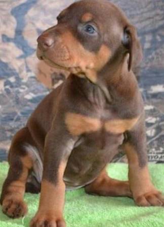 Cachorros Doberman (Houston)63859313351939122