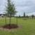 Tree Planting Service/landscaping 11 thumbnail