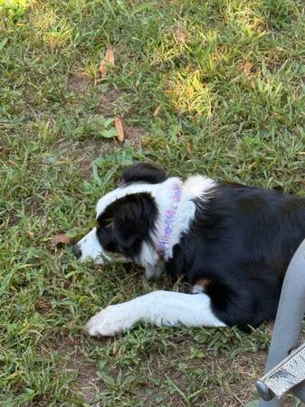 Australian Shepherd 5 months old-Adoption (Plainville)63873144884483123