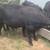 Bulls 2 thumbnail