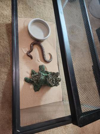 Kenyan Sand Boa-Fee $40! (Sacramento)63679359468931123