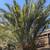 FREE palm fronds 2 thumbnail