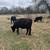Dexter Cows 9 thumbnail