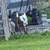 Pygmy goats 4 thumbnail