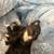 Kittens to good homes 13 thumbnail