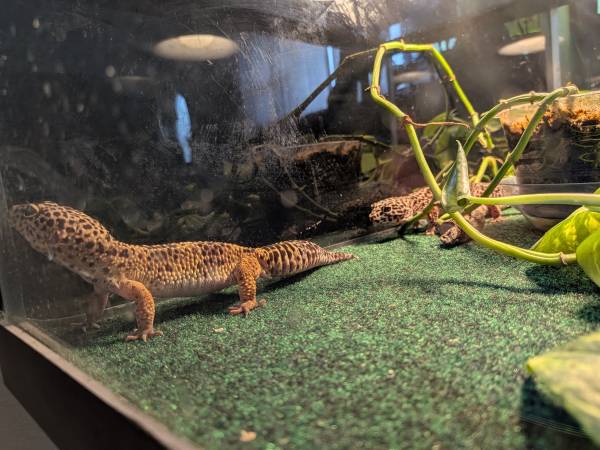Mating pair leopard geckos( price drop) 1