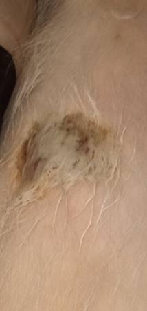 Foxy (dog) skin irritation63925384872578122