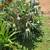 Staghorn Fern 4 thumbnail