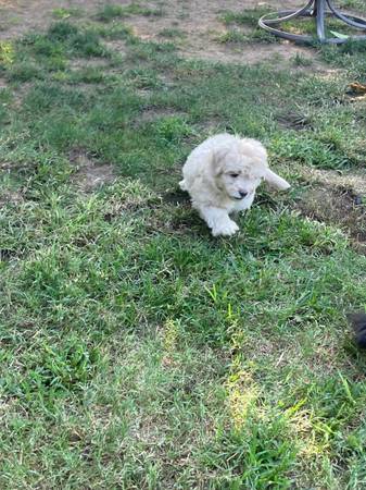 Chi poodle (Farmersville)63873029029379120