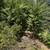 Arroyo grande Landscaping 11 thumbnail