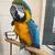 Blue and gold macaw imperfect 1 thumbnail