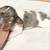 Rehoming Miniature Dachshund Dapples 1 thumbnail