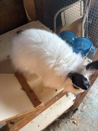 Fench Angora white rabbit (Finlayson)63906251793795121