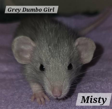 Rats 1