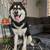 Alaskan Malamute. 2 thumbnail