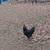 rooster 1 thumbnail