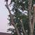 J&E Tree Services LLC 1 thumbnail