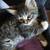 8 free 8 week kittens 6 thumbnail