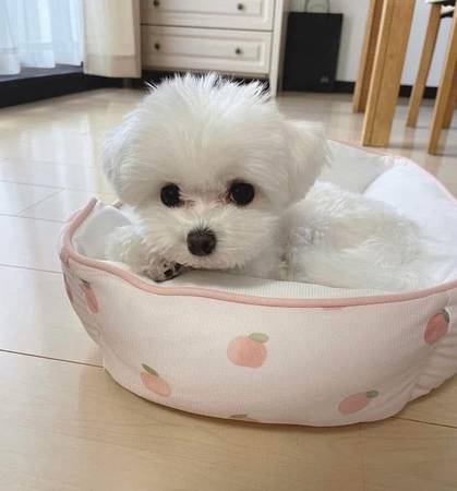 Tea cup korean maltese s 1