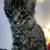 Maine Coon cat kittens for sale 4 thumbnail