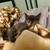10 week old kitten needs forever home 3 thumbnail