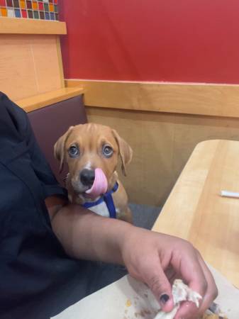 Pitweiler Puppy (Mount Vernon)63887462418305120