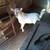 Breeding Age Fainter/Myotonic Buck 1 thumbnail