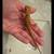 3 Red Bearded Dragons 4 thumbnail