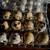 Quail Eggs 1 thumbnail