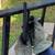 Mobile Welder Iron gates Repairs 22 thumbnail