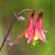 Perennial plants 1 thumbnail
