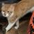 Male orange tabby rehoming 2 thumbnail