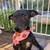 KATY'S Ready to Bloom With Your LOVE! Adopt Katy! 5 years old 5 thumbnail