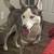 Husky 3 thumbnail