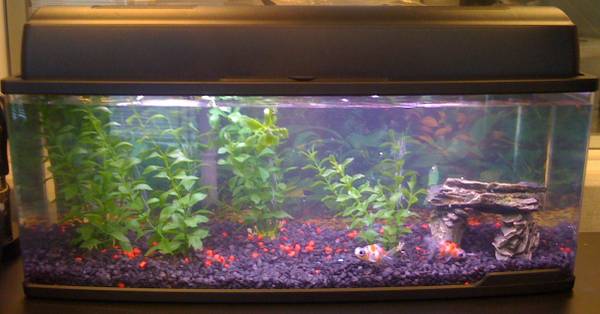 i take free fish tanks all sizes with or with fish 1