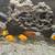 African Cichlids, Red Zebras 3 thumbnail