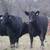63 Fancy BLK and BWF Heifers 1 thumbnail
